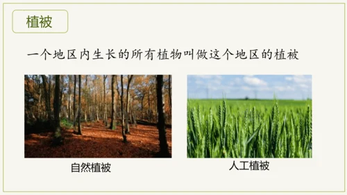 3.6 爱护植被，绿化祖国2023-2024学年七年级生物上学期同步精品课件（人教版）(共21张PP