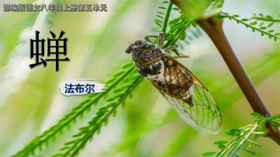 21《蝉》课件
