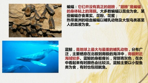 人教版 初中生物七年级上册2.2.2脊椎动物（鸟和哺乳动物）课件(共24张PPT)+ 视频素材
