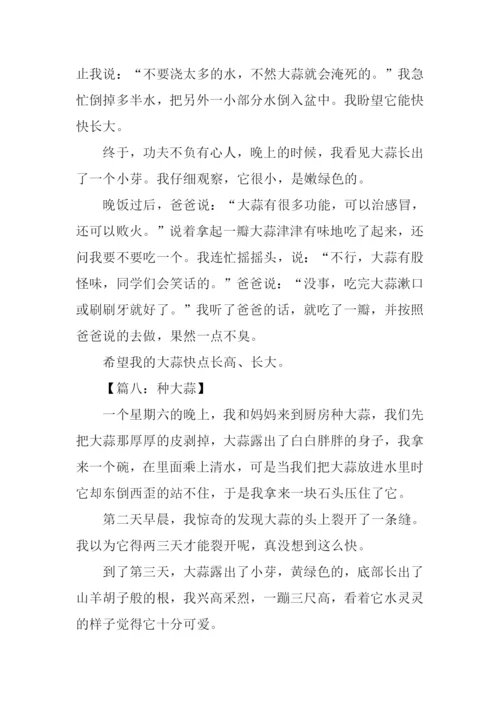 种大蒜作文四年级.docx
