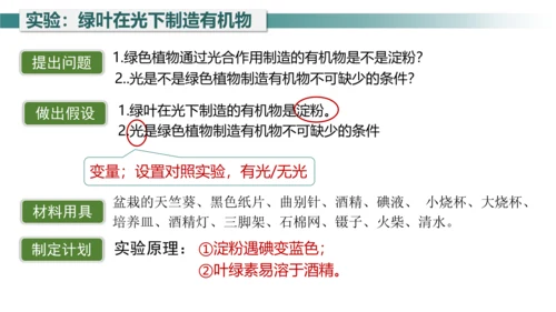 3.4 绿色植物是生物圈中有机物的制造者 课件 七年级生物上学期（人教版）(共27张PPT)