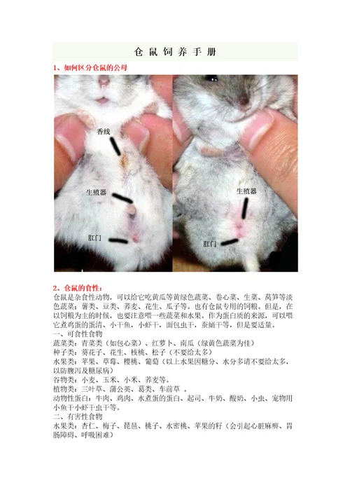 仓鼠饲养手册修订稿