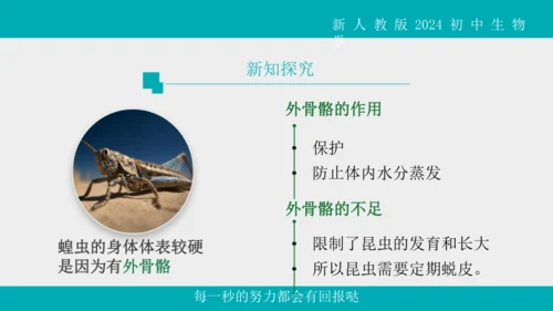 人教版生物七年级上册2.2.1《无脊椎动物》教学课件(共40张PPT)+视频素材