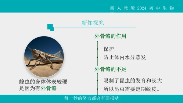 人教版生物七年级上册2.2.1《无脊椎动物》教学课件(共40张PPT)+视频素材