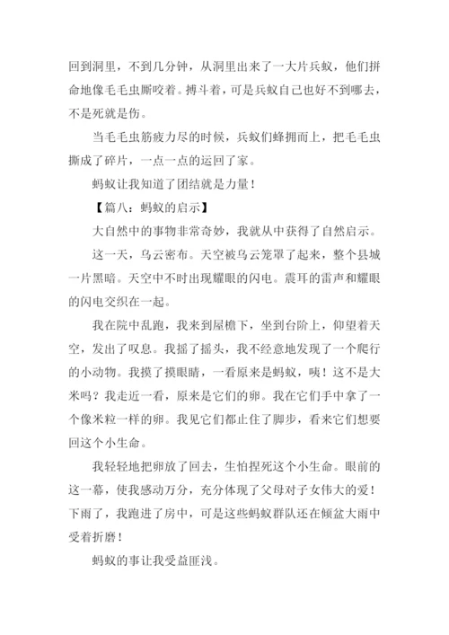 蚂蚁的启示作文300字.docx