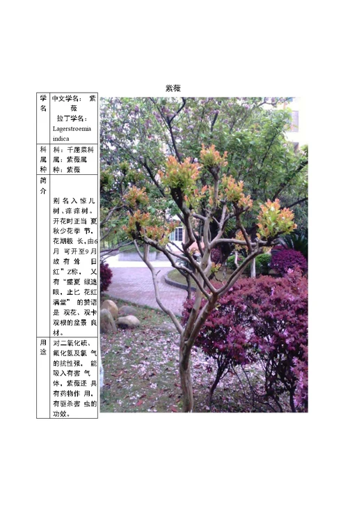 调查内容：校园植物