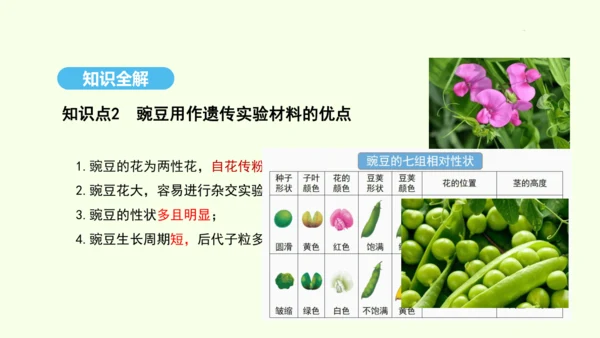 7.2.3基因的显性和隐性课件-人教版生物八年级下册(共31张PPT)