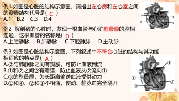 第四单元第四章人体内物质的运输 复习课件(共23张PPT)人教版七年级下册