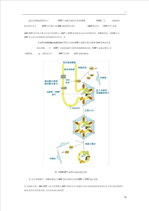 细胞生物学小泡运输分子机理