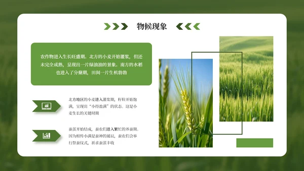 绿色小满节气介绍通用模板