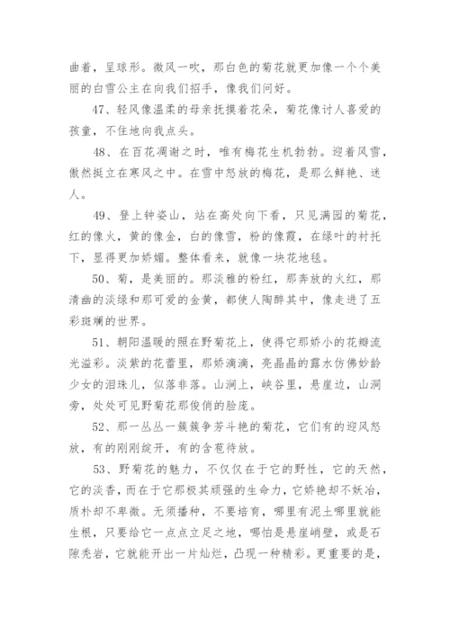 写菊花的优美句子.docx