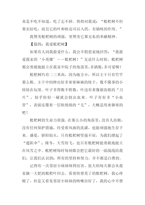 枇杷树作文600字.docx