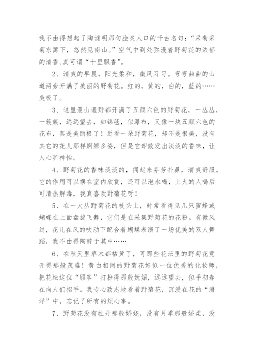 描写菊花的优美句子.docx