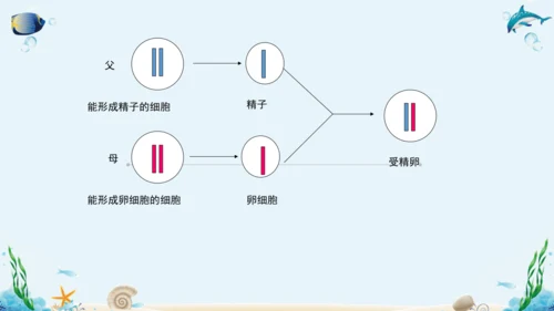 人教版八年级下册生物复习课件