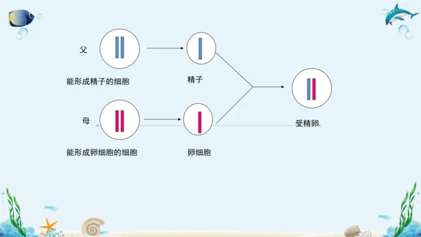 人教版八年级下册生物复习课件