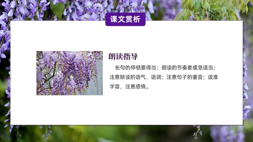 实拍风紫藤萝瀑布七年级语文课件PPT模板