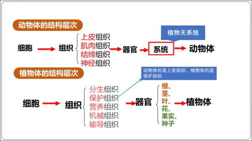 【2023秋人教七上生物期中复习考点梳理串讲+临考押题】第二章 细胞怎样构成生物体（串讲课件）(共2