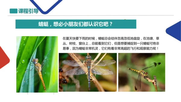蜻蜓飞飞