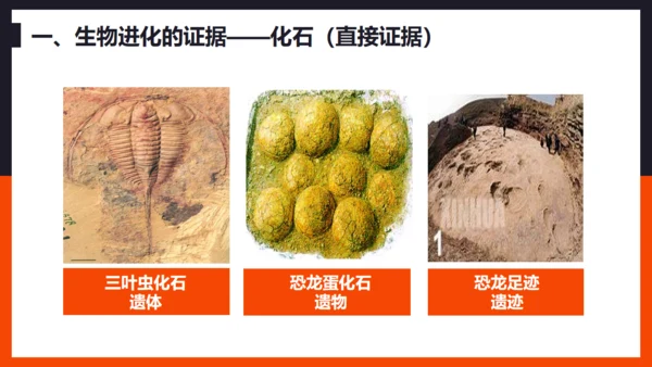 生命起源和生物进化企鹅通用PPT模板