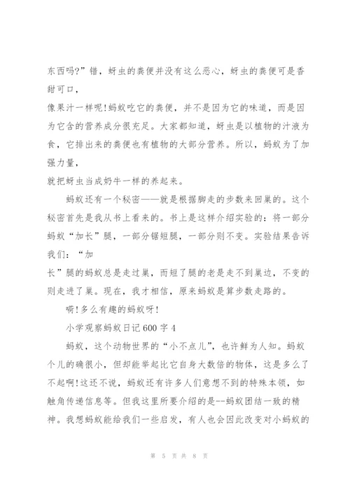 小学观察蚂蚁日记600字5篇.docx
