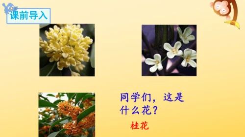 3 桂花雨   课件