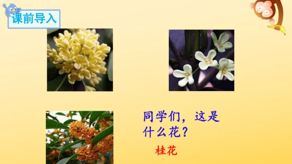 3 桂花雨   课件