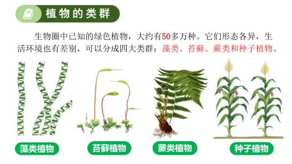 2.1.1藻类、苔藓植物和蕨类植物-七年级生物上学期同步优质课件（人教版2024）(共26张PPT)