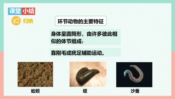 5.1.2线形动物和环节动物课件-人教版生物八年级上册(共47张PPT)