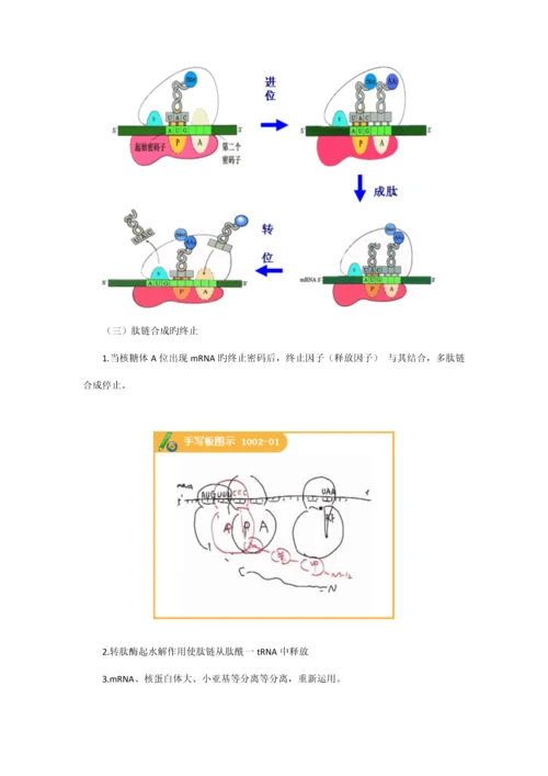 2023年执业医师最新最全考点解析系列生物化学部分第十节蛋白质生物合成.docx