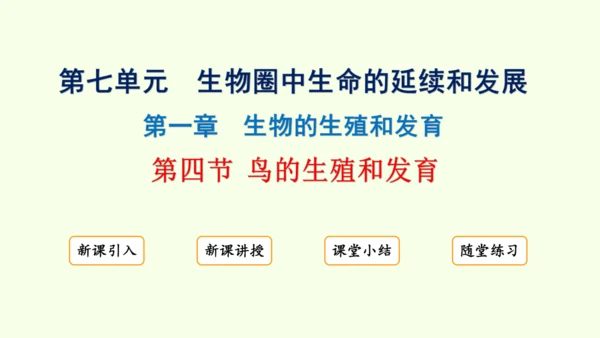 7.1.4鸟的生殖和发育-八年级生物人教版下学期同步精品课件(共24张PPT)