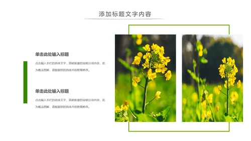 春天乡村旅游油菜花风景油菜花田PPT模板