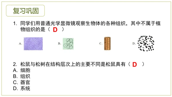2.2.3植物体的结构层次 【说课课件】2023--2024学年人教版生物七年级上册(共42张PPT