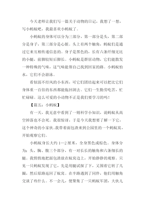 关于小蚂蚁的作文.docx