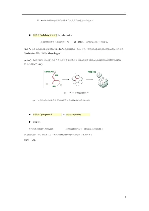 细胞生物学小泡运输分子机理