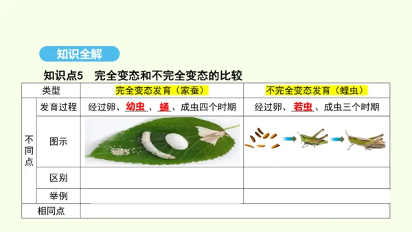 7.1.2昆虫的生殖和发育课件-人教版生物八年级下册(共26张PPT)