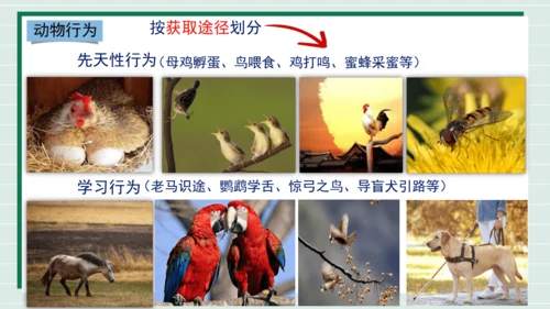 人教版生物八上 5.2.2先天性行为和学习行为(共18张PPT)+视频素材