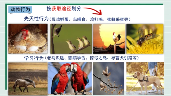 人教版生物八上 5.2.2先天性行为和学习行为(共18张PPT)+视频素材