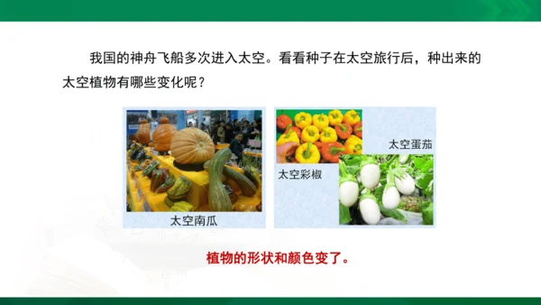 人教版一年级下册美术11《太空里的植物》精品课件