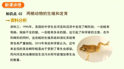 7.1.3两栖动物的生殖和发育-八年级生物人教版下学期同步精品课件(共31张PPT)
