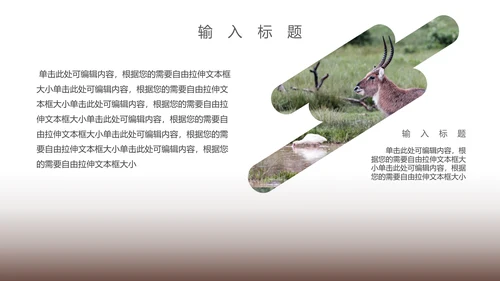 保防野生动物藏羚羊通用PPT模板