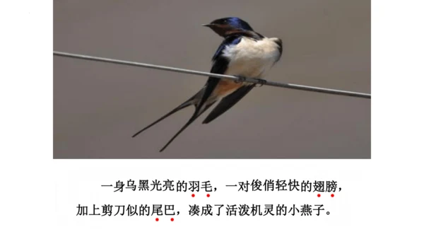 2《燕子》课件
