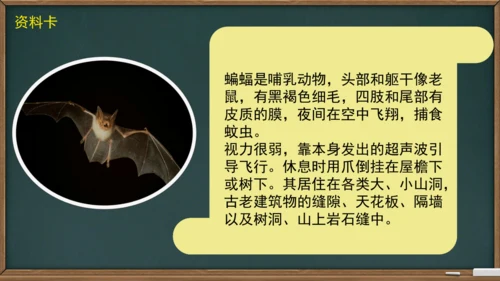 6 夜间飞行的秘密（课件）