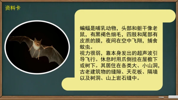 6 夜间飞行的秘密（课件）