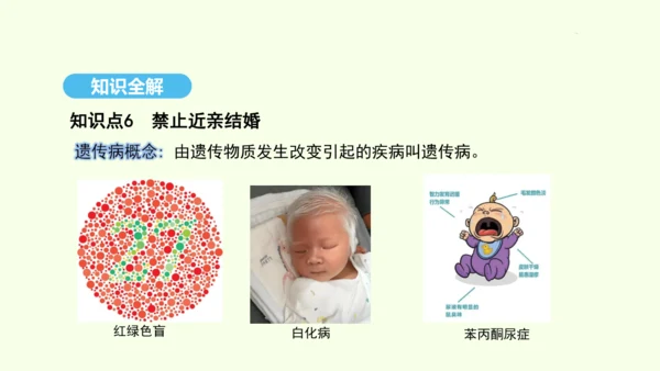 7.2.3基因的显性和隐性课件-人教版生物八年级下册(共31张PPT)