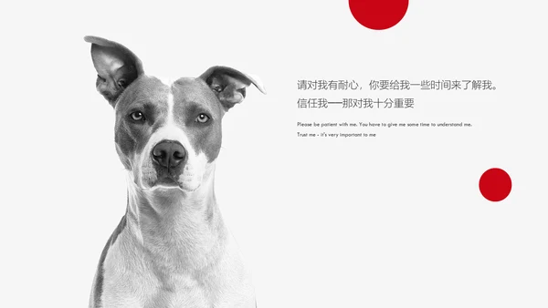 丑萌的小狗狗宠物通用PPT模板