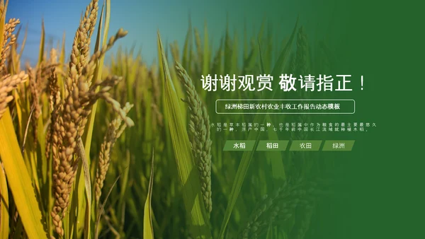 农业生产春耕三农新农村乡村振兴稻田水稻PPT