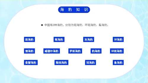 国际海豹日海狮海象通用PPT模板