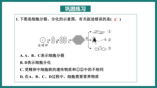 第一单元第三章从细胞到生物体（复习课件）-七年级生物上册同步教学精制课件（人教版2024）(共44张