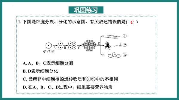 第一单元第三章从细胞到生物体（复习课件）-七年级生物上册同步教学精制课件（人教版2024）(共44张