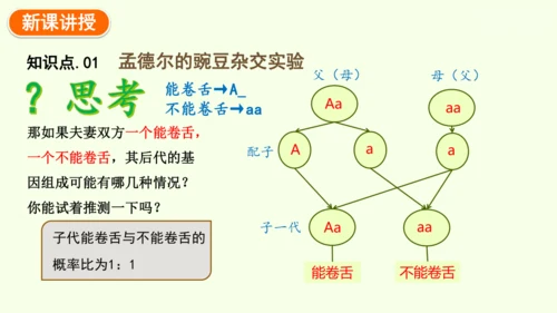 7.2.3基因的显性和隐性-八年级生物人教版下学期同步精品课件(共36张PPT)